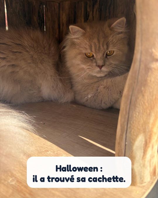 Halloween : il a trouvé sa cachette.