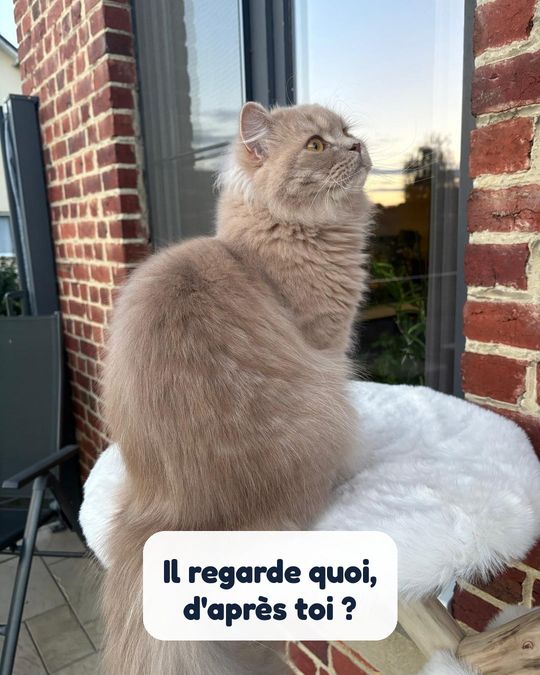 Il regarde quoi, d'après toi ?
