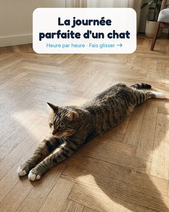 La journée parfaite d'un chat, heure par heure.